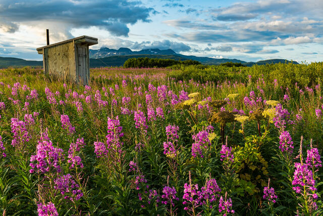 Outhouse and Fireweed print