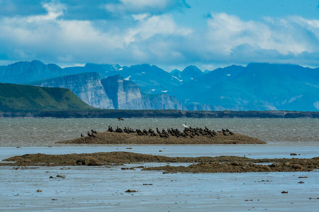 Cormorant Island print