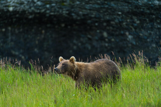 Bear and Conglomerate print