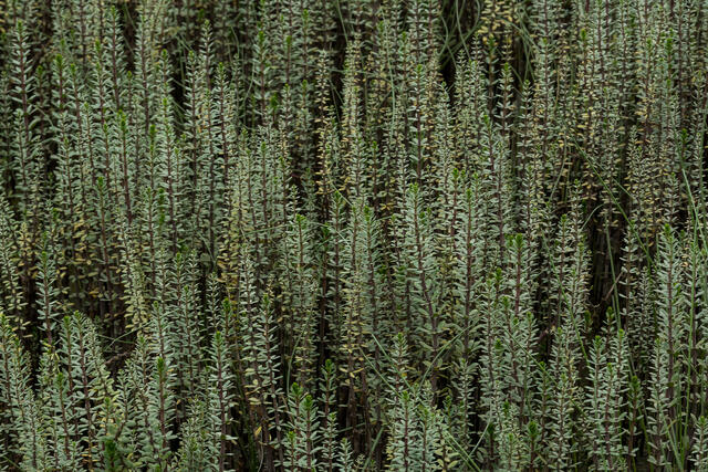 Mare's Tail print
