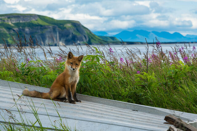 Curious Fox print