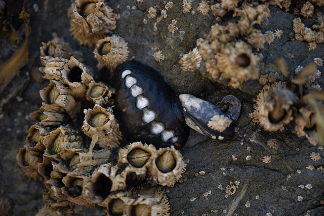 Chiton and Barnacles print