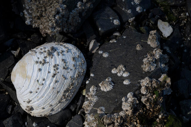 Clam and Barnacles print