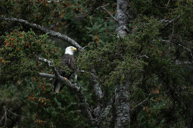 Resting Eagle print