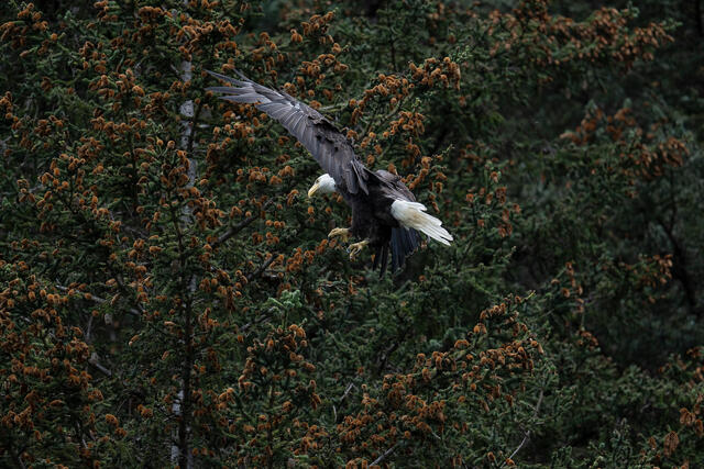 Landing Eagle print