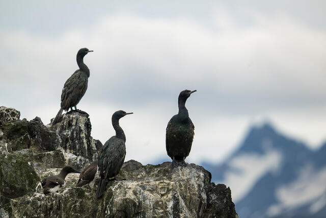 Cormorant Trio print