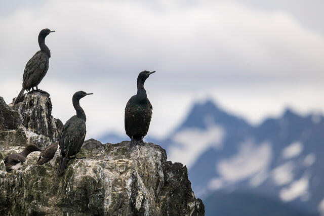 Cormorant Trio print