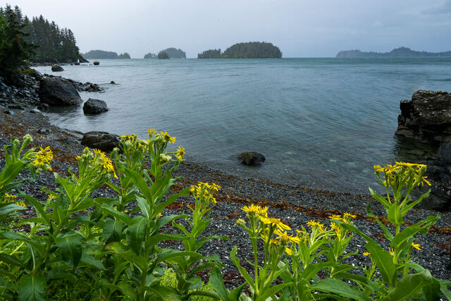 Flowers and Beach print