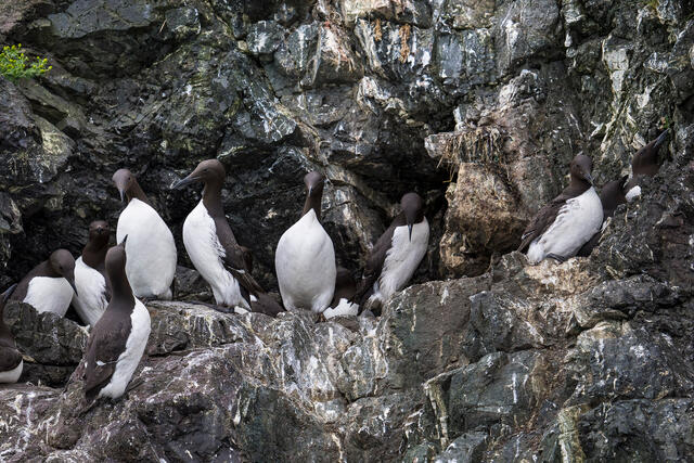 Resting Murres print
