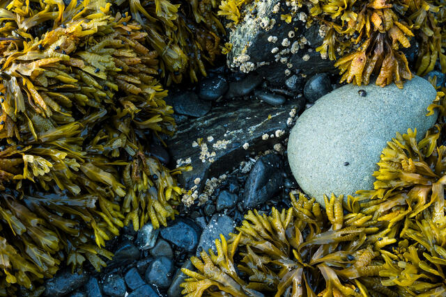 Tidal Treasures print