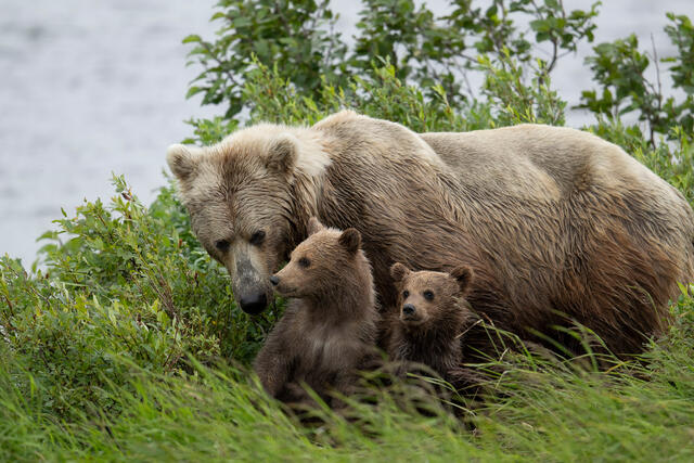 Furred Family print