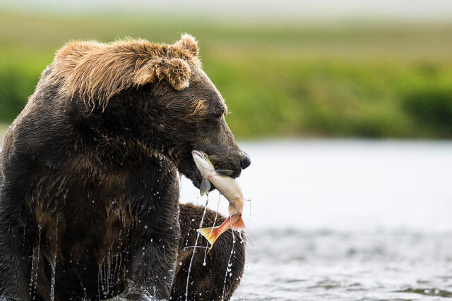Mouthful of Salmon print