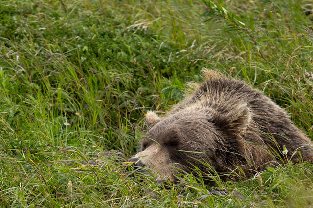 Napping Bear print