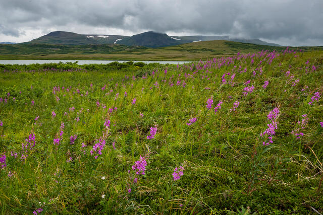 Blowing Fireweed print
