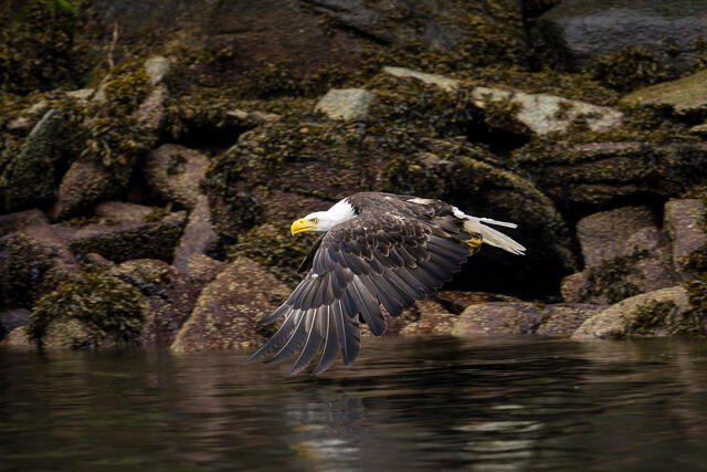 Low Fly-By print