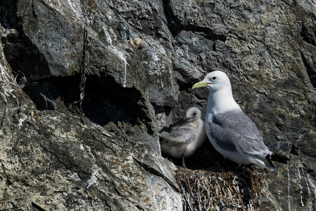 Mom and Chick print
