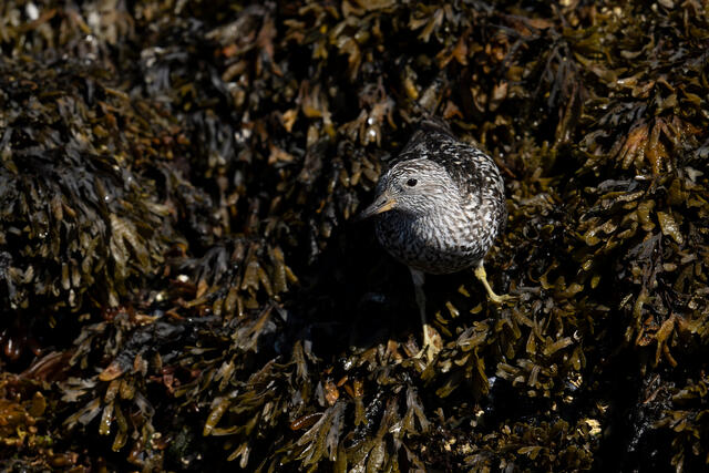 Browsing Surfbird print