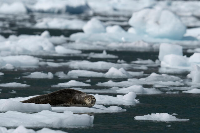 Resting Seal print