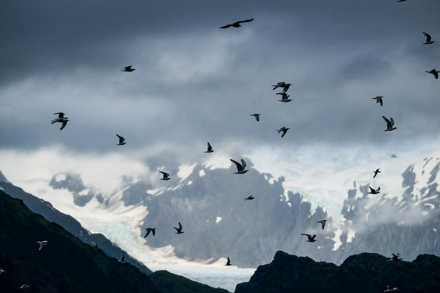 Birds in the Dark print