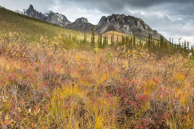 Golden Tussocks print