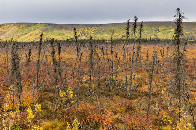 Twiggy Forest print