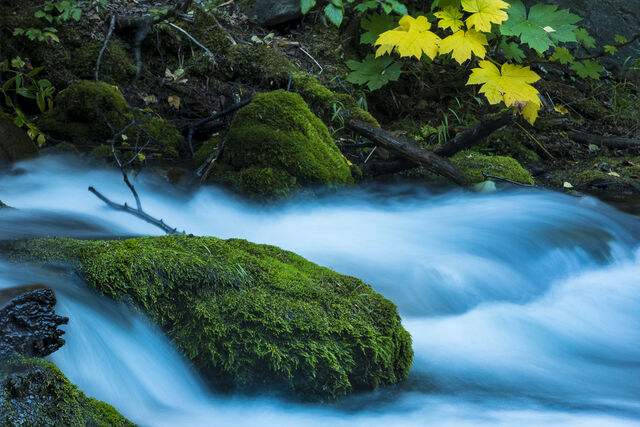 Forest Flow print