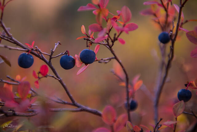 Blueberries print