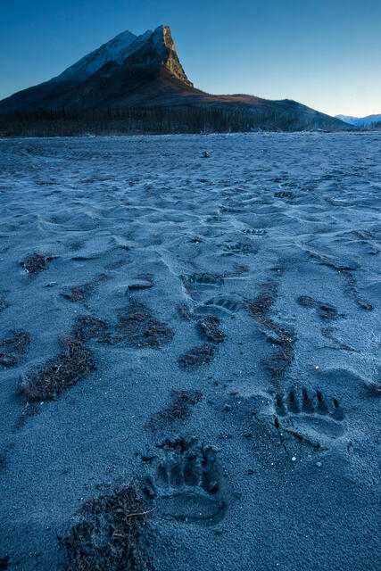 Bear Tracks in Mud print