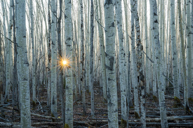 Sun and Trees print
