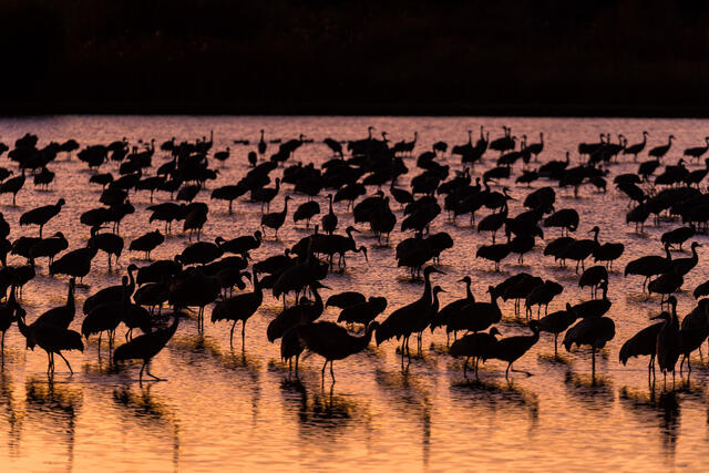 Sandhill Cranes at Dusk print