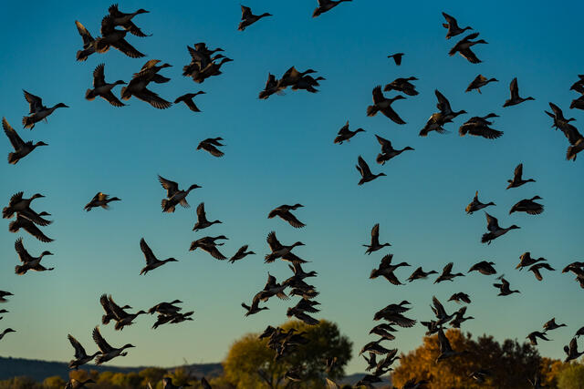 Morning Flight print