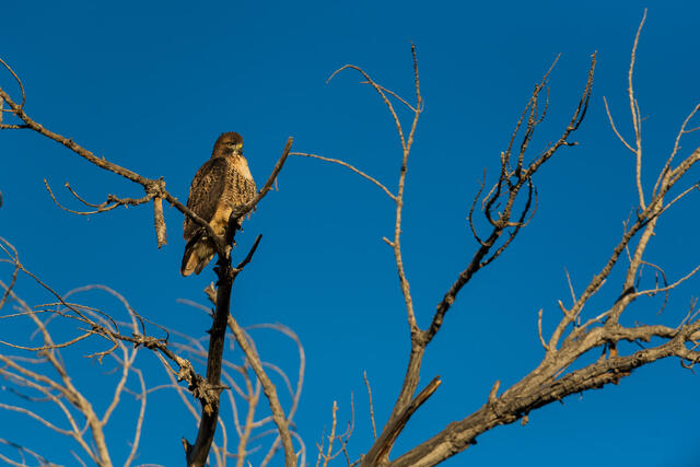 Morning Hawk print