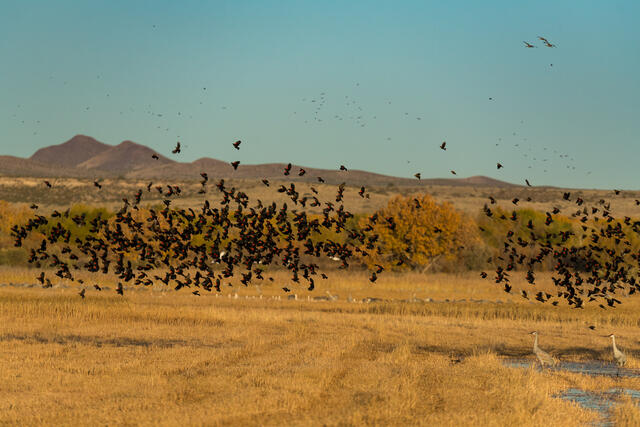 Flocking Blackbirds print