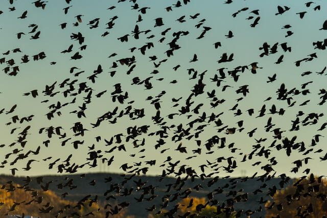 Blackbird Swarm print