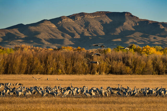 Sandhill Runway print