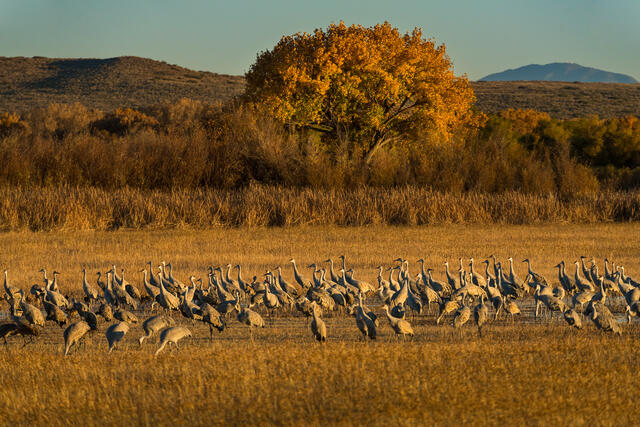 Gathering Sandhill Cranes print