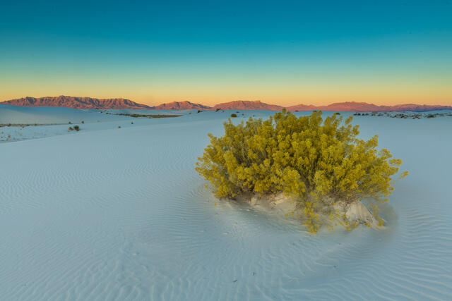 Brush at Dawn print