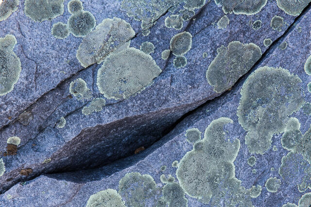 Lichen Patterns print