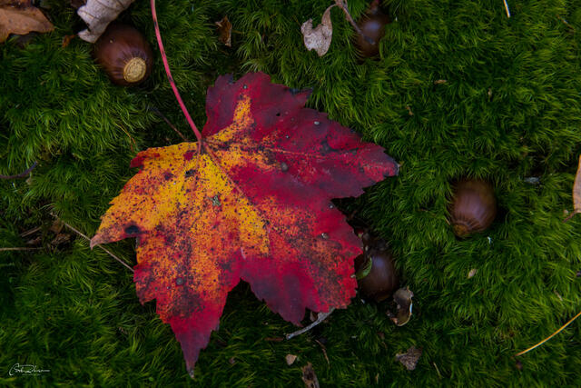 Red on Green print