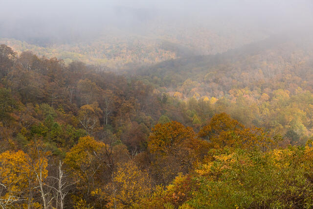 Foggy Autumn print