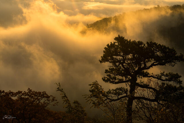 Mist and Trees print