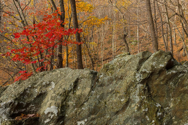 Red on Rock print