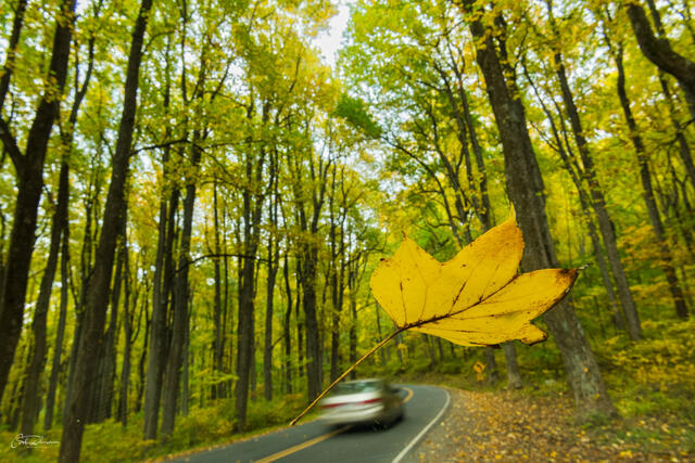 Suspended Leaf print