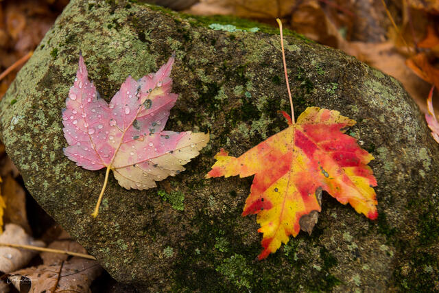 Leaf Duo print