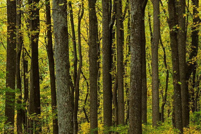 Tree Layers print