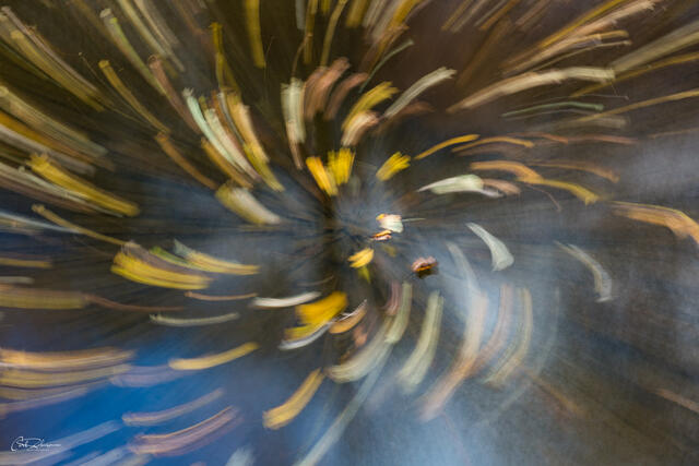 Leaf Spiral print