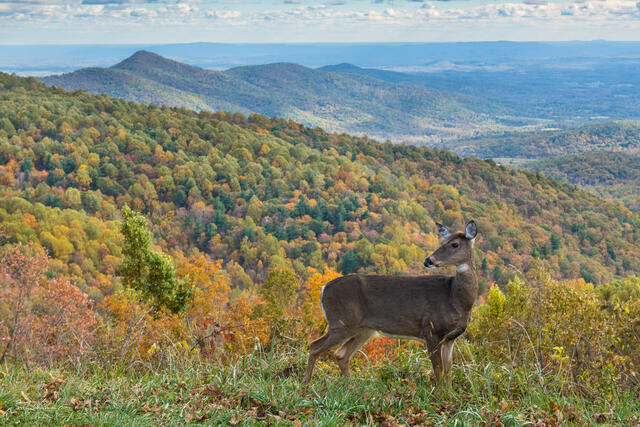 Deer with a View print