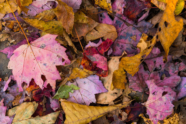 Carpet of Color print