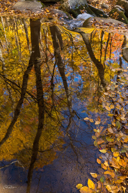 Tall Reflection print