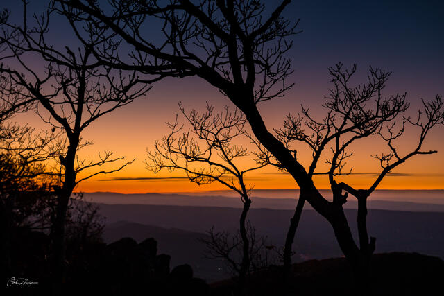Trees and Dusk print